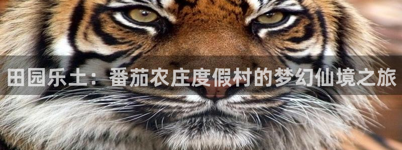 天辰娱乐ttf