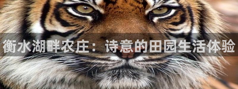 天辰娱乐链接