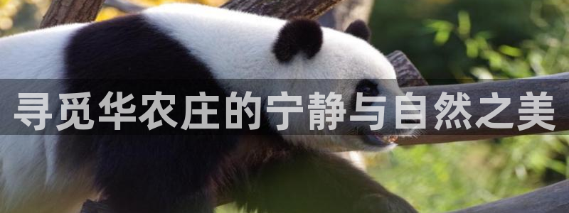 天辰娱乐文化